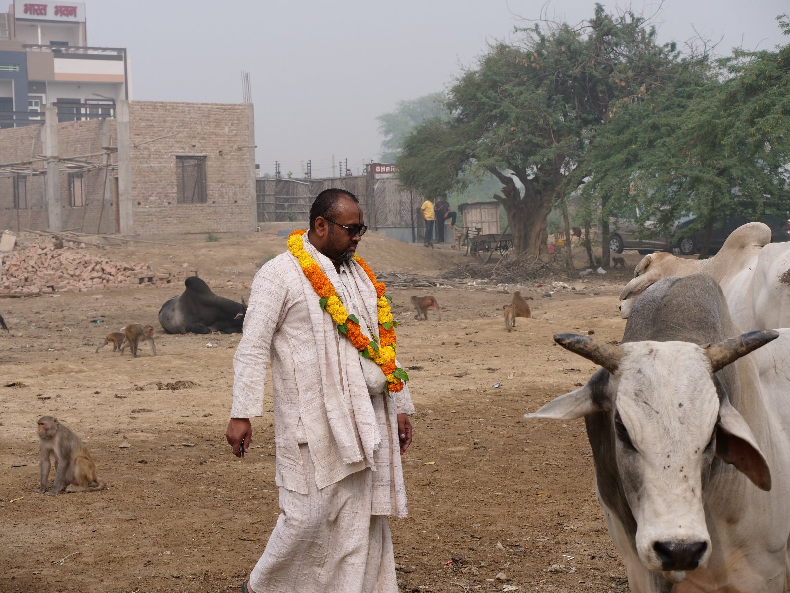  214 Gopashtami Radha kunda Govardhan 19.11.04